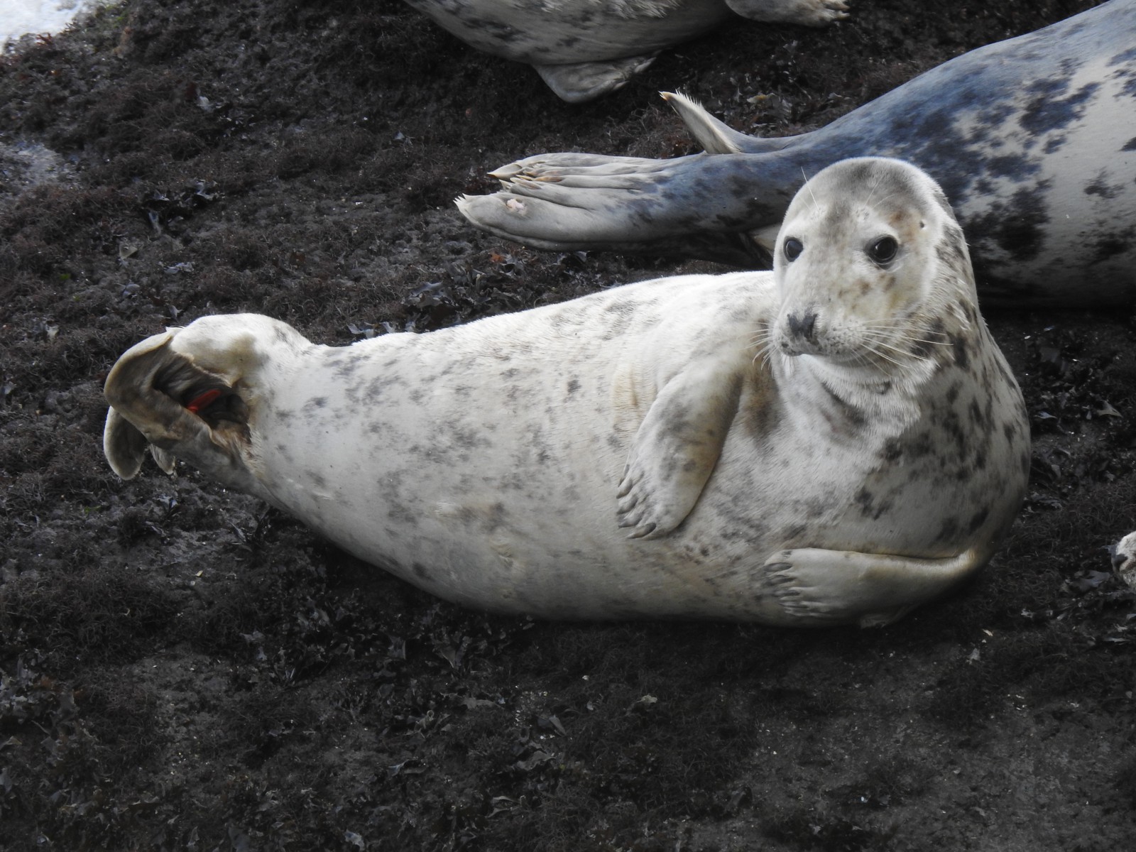 Atlantic Grey Seal - Gower Seal Group