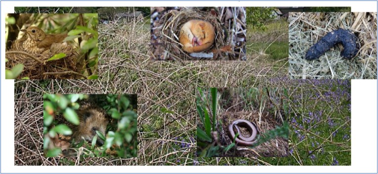 Bramble thicket with inserts of nesting thrush, protection for hedgehogs, slow worms.