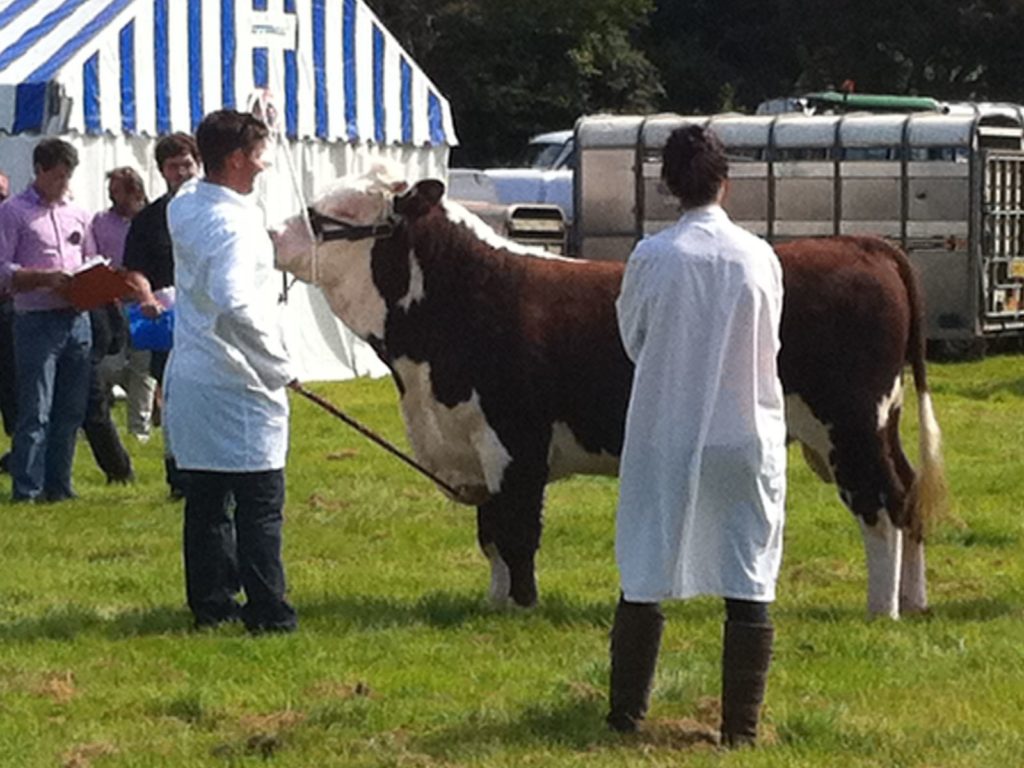 Gower Show: livestock judges with bull