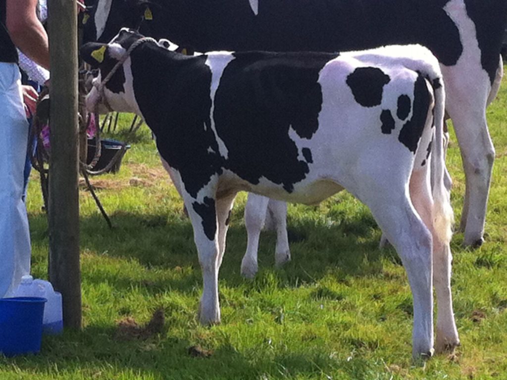 Black and white calf at Gower Show