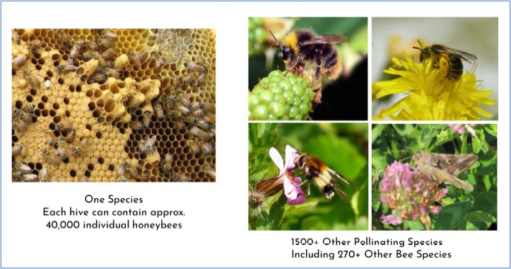 Honey bees and other pollinating insects.