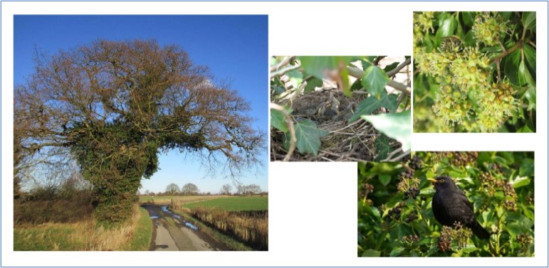 Image of ivey on a dead tree; ivy thickets for nesting birds, ivy as a source of pollen and berries.
