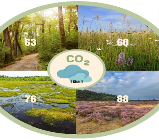 Image to show levels of carbon storage by habitat, in decreasing order: heathland, peat bogs, forests, grassland.