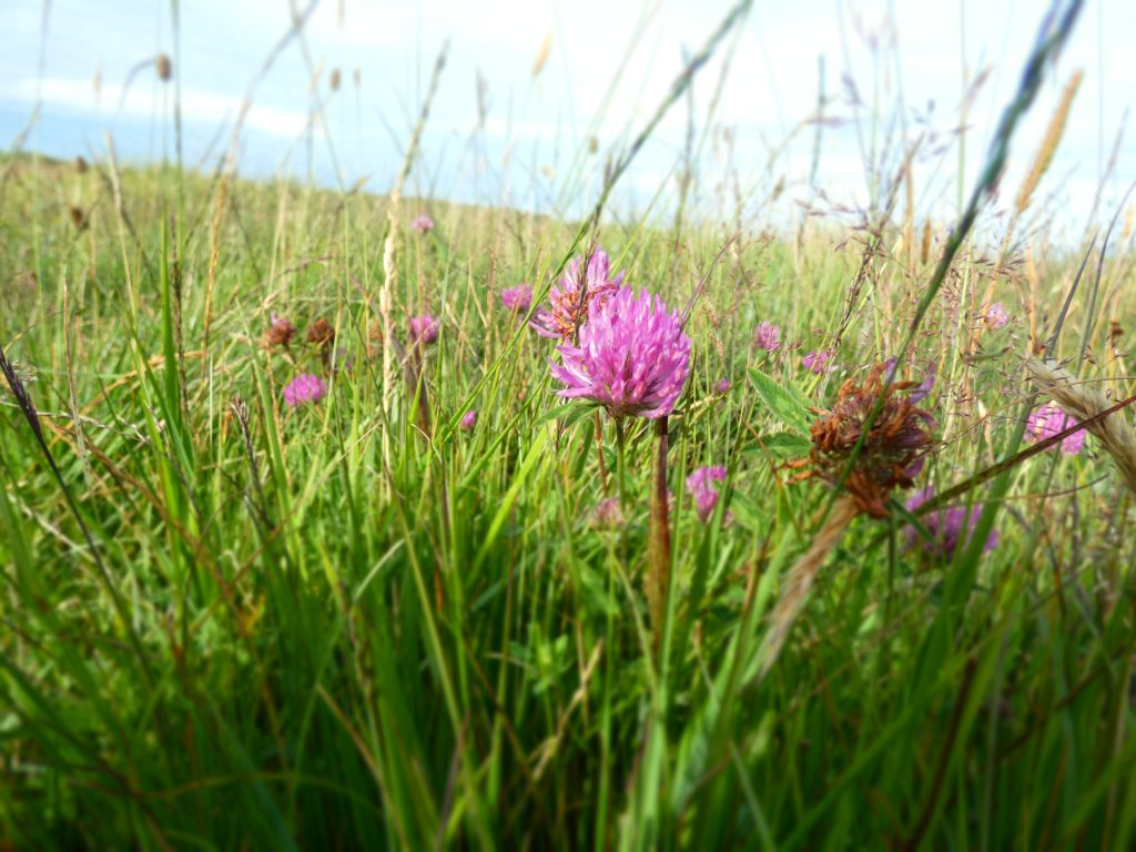 Natural meadow showing clover, wild grasses.