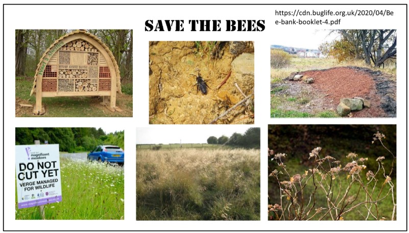 Ways of saving bees and other insects: bug hotel; bee bank; reducing mowing; resist tidying up; leave dead stems and leaves over winter.