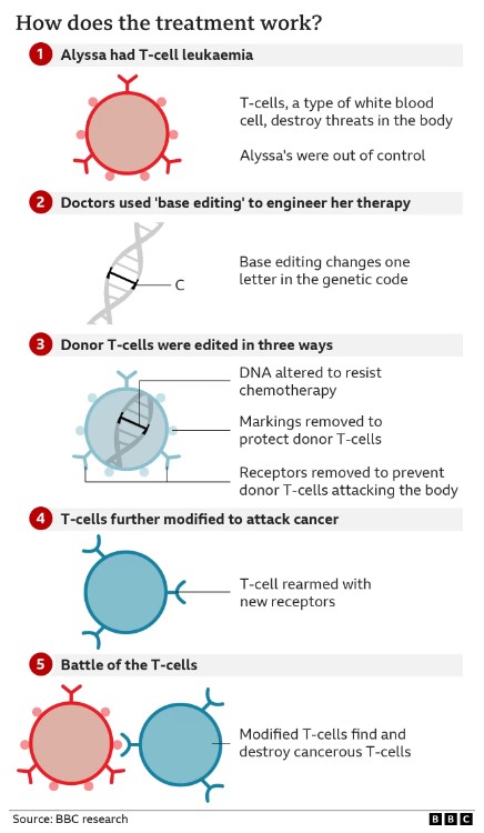Diagram to show how gene editing of T-cells arms them to find and destroy cancerous T-cells.