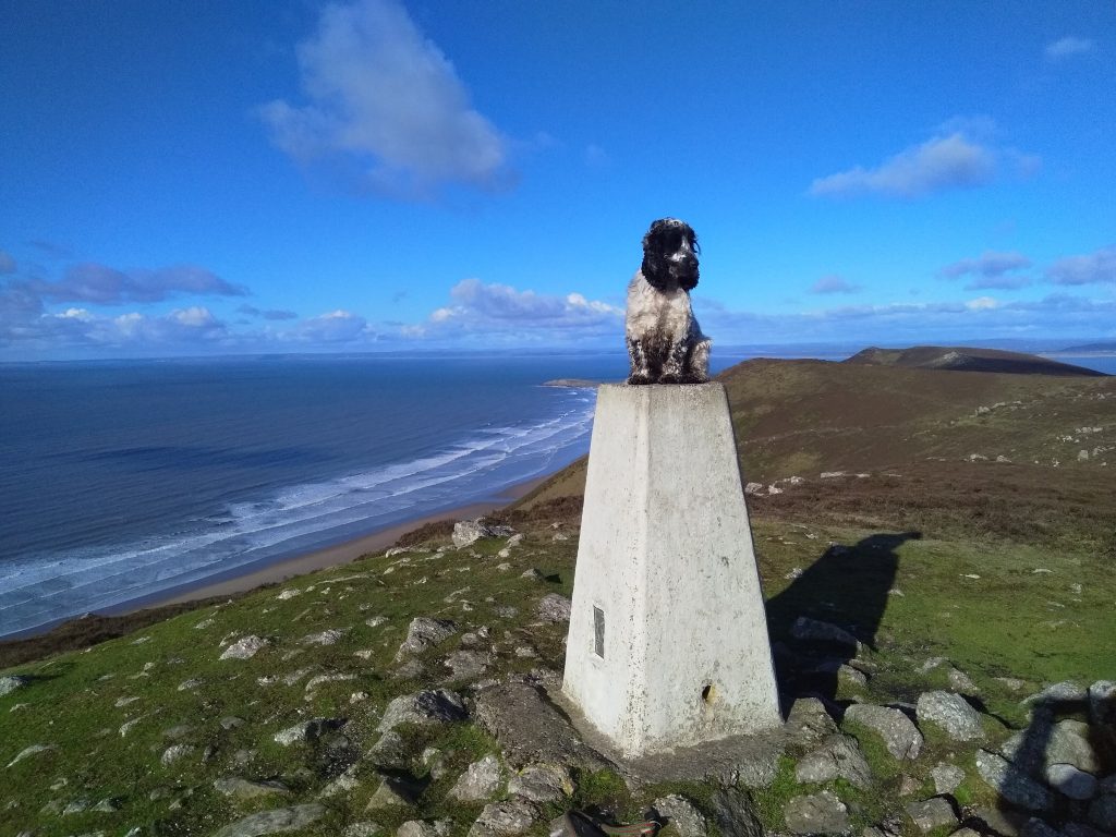 Small spaniel dog sitting on top of the Trig Point pillar above Rhossili Bay.