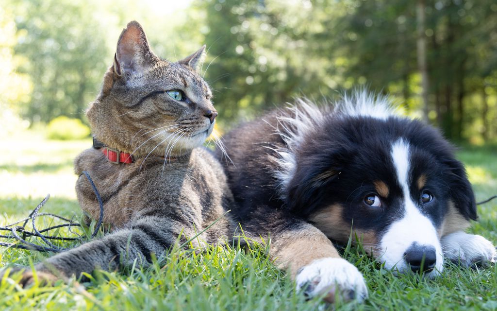 Pet Health Information
