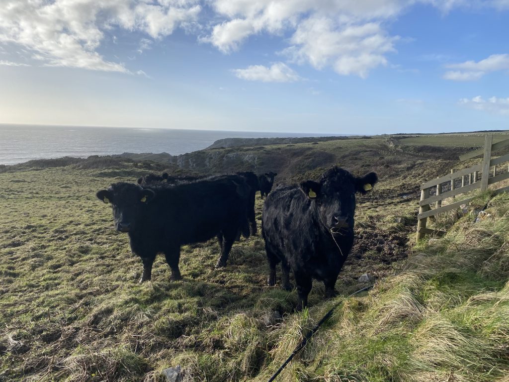 Welsh Black cattle grazing on the cliffs.