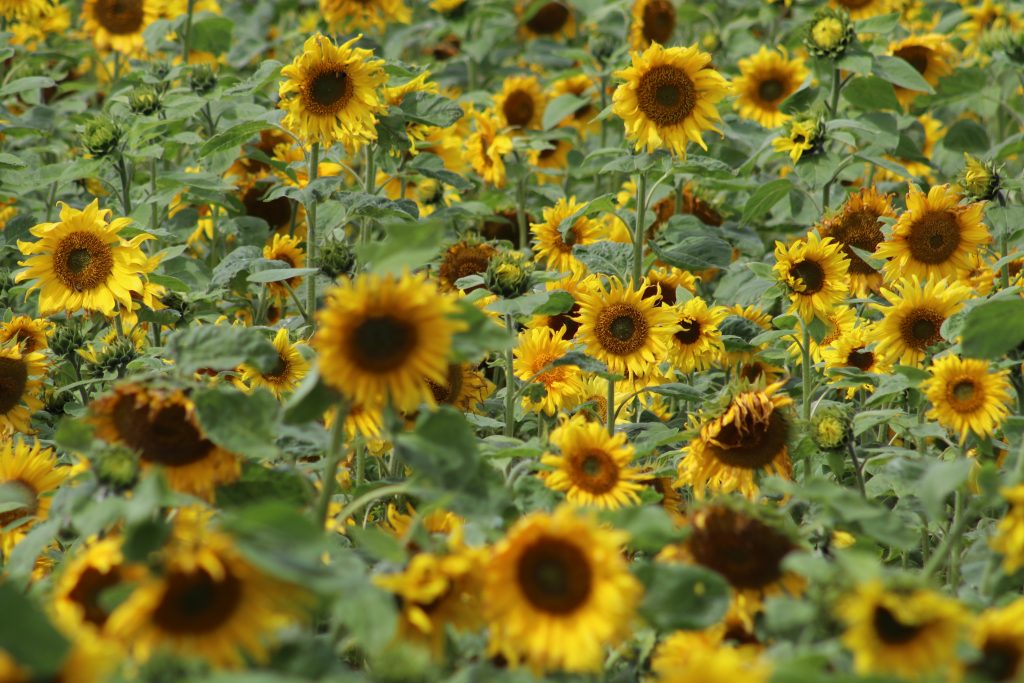 Sunflowers in a field.