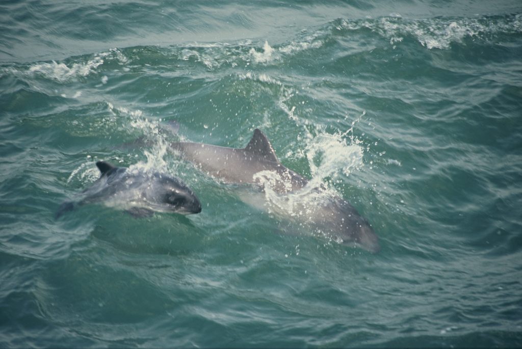 Adult harbour porpoise with calf in sea