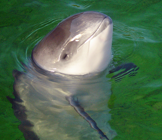 Harbour porpoise with head just out of the water