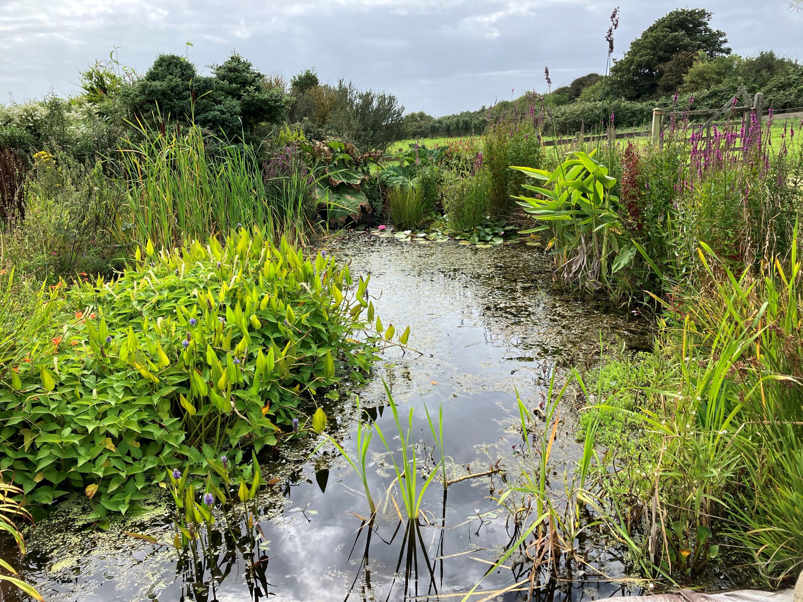 August: Wildlife Pond at Broad Hay