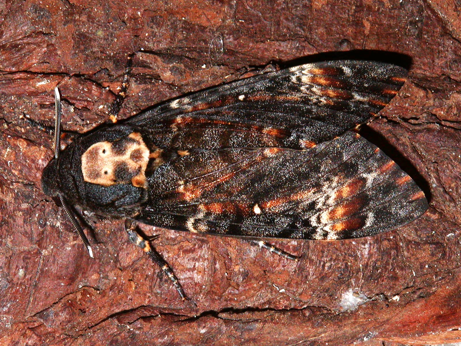 Death Head Hawk Moth