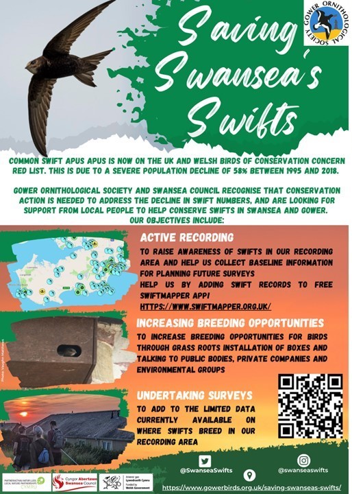 Poster about saving swansea swifts