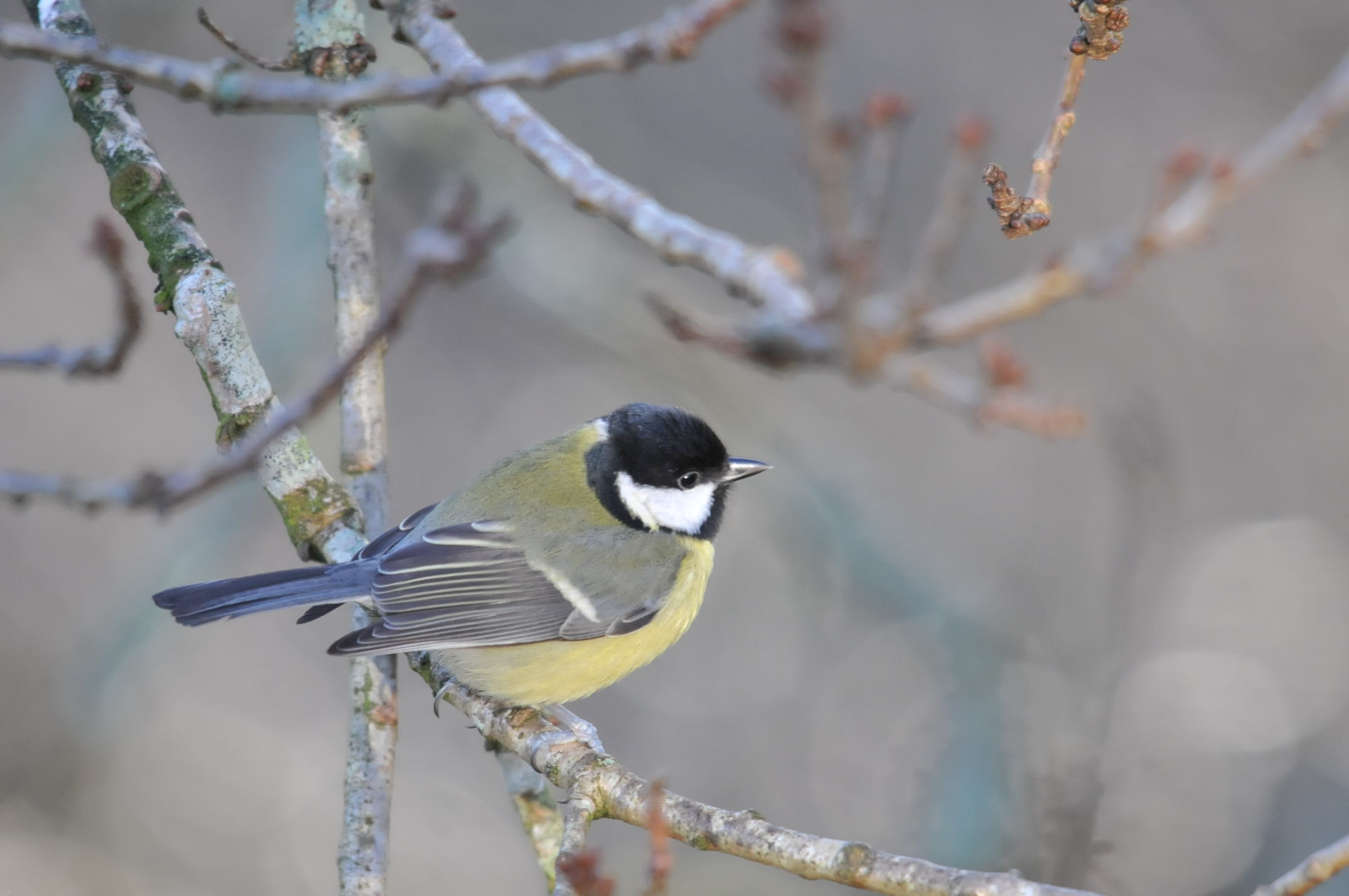 Great Tit