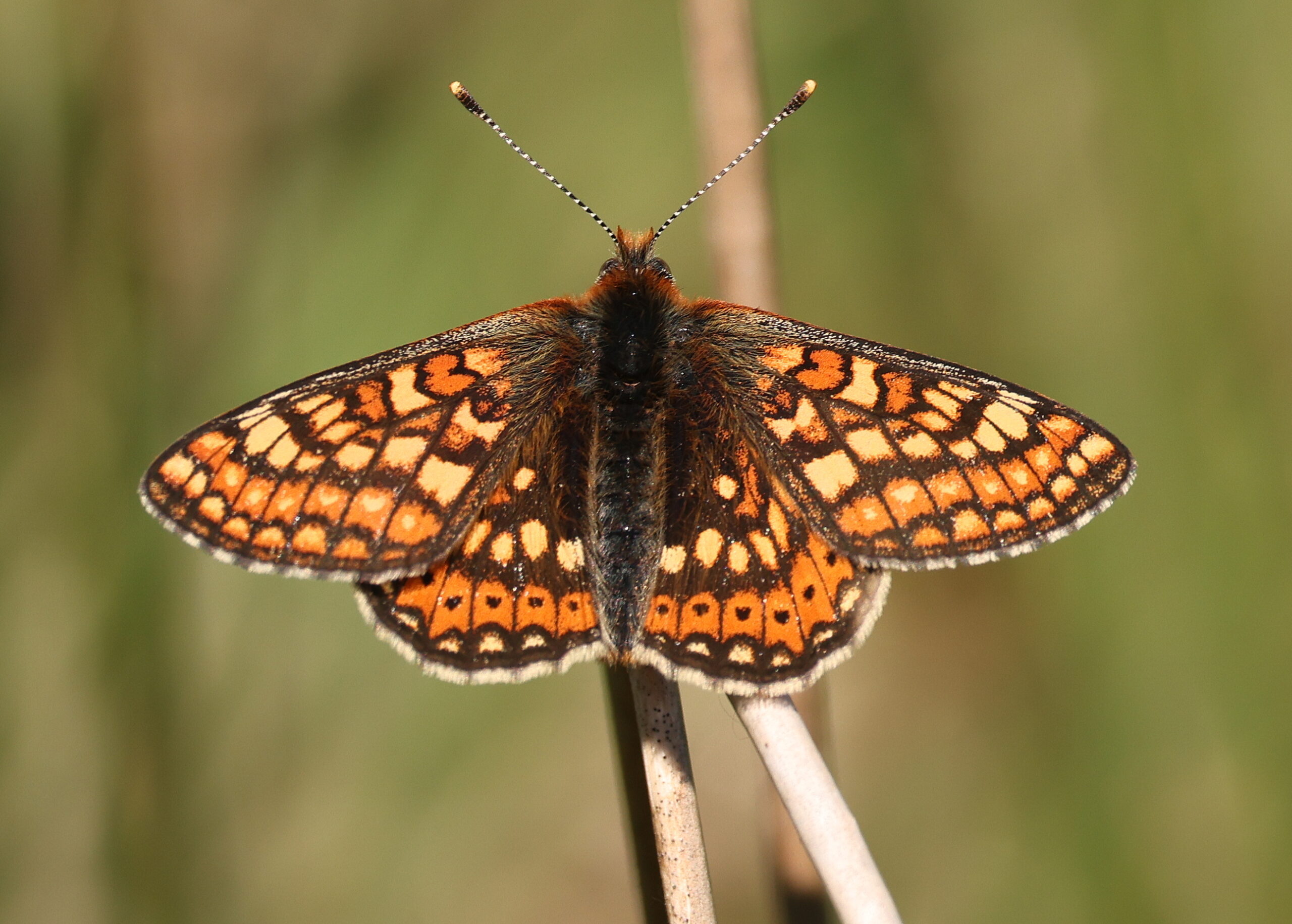 Wildlife on Gower